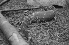 Black Lizard