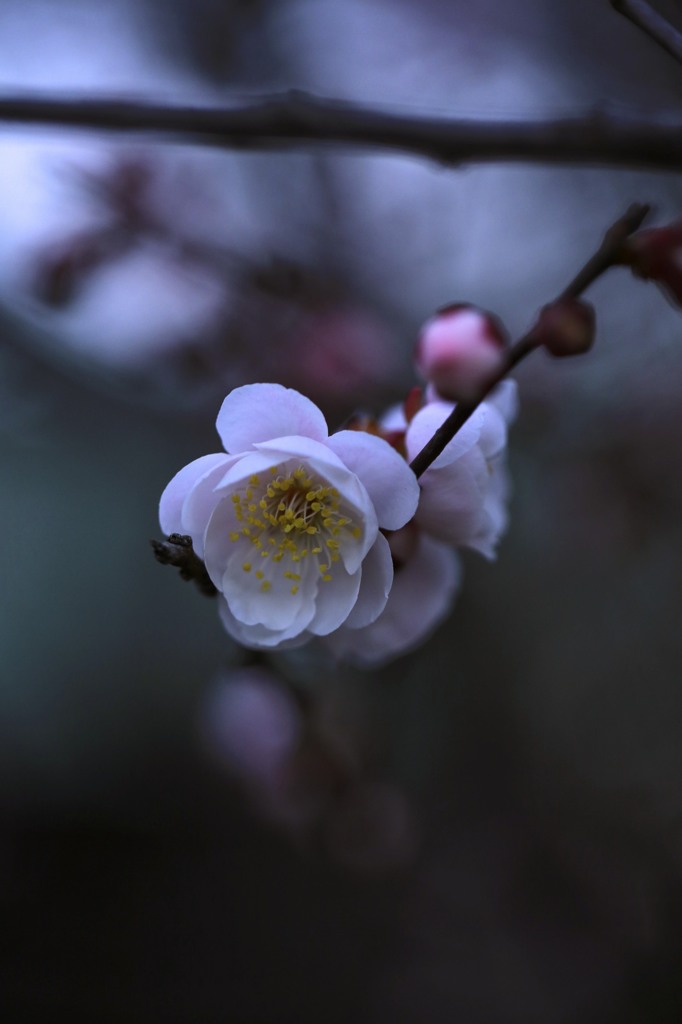 梅花２