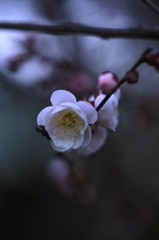 梅花２