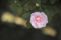 椿