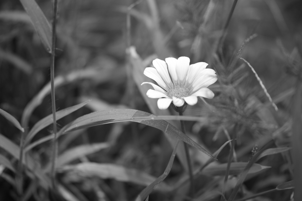 ほのぼの花