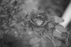 ギリギリな薔薇