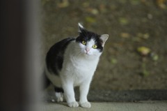 寺の住人達 2