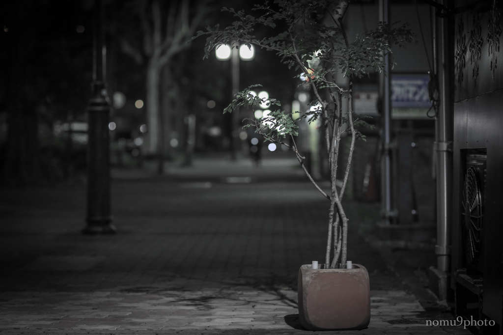 植え込みのある街角