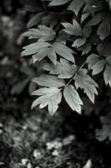 GREEN*green