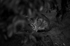 警戒の眼差し