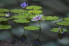 睡蓮 11