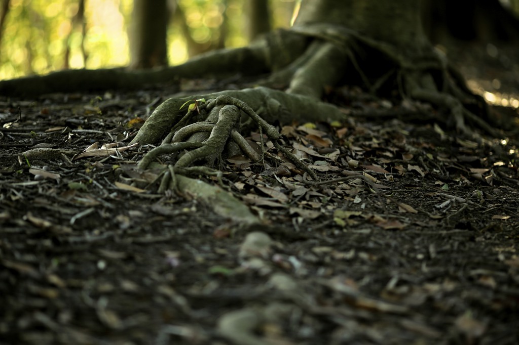 樹のチカラ 2 （延びる）