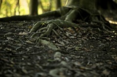 樹のチカラ 2 （延びる）