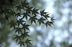 陳列された葉