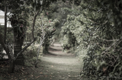 Green Tunnel