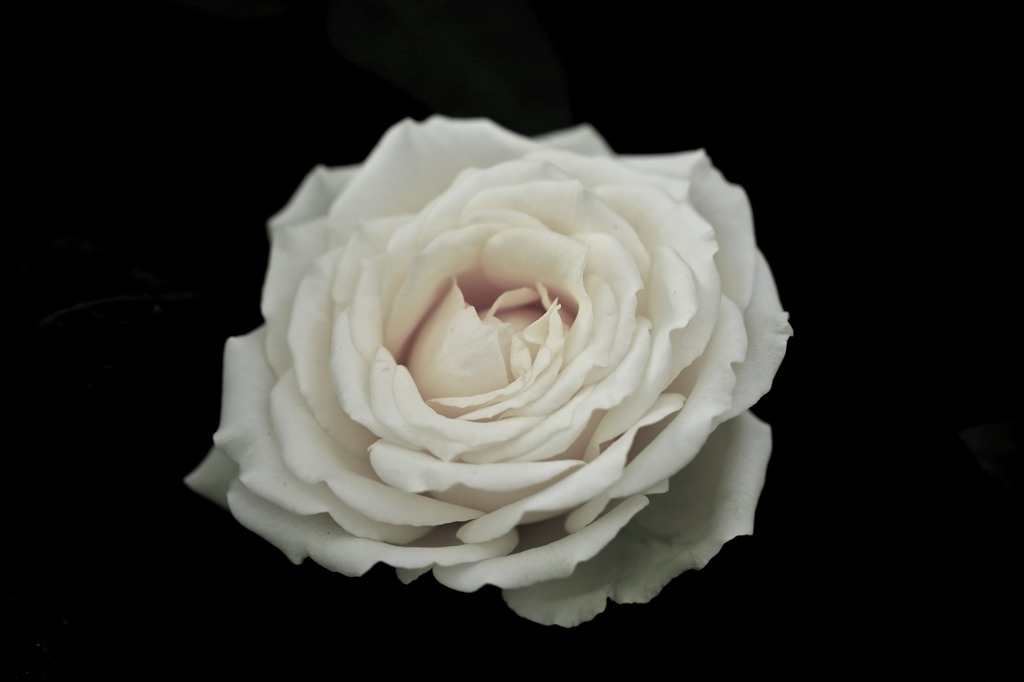闇に浮かぶ薔薇