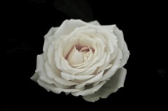 闇に浮かぶ薔薇