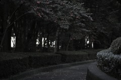 椿路