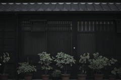 黒塀に映える緑