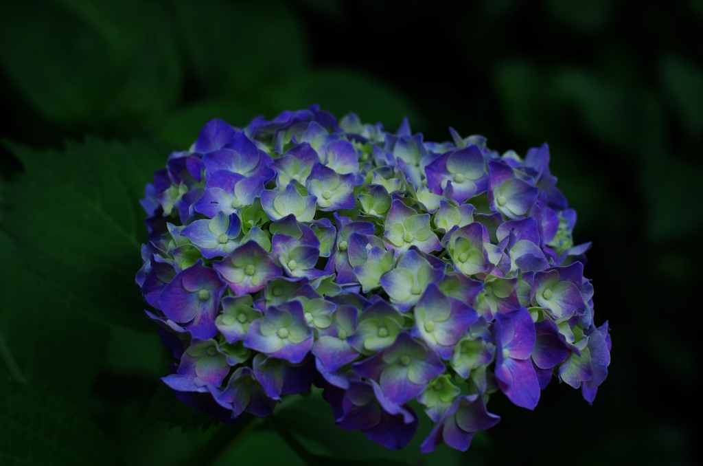 Hydrangea