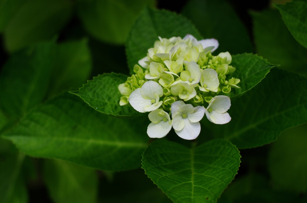 Hydrangea BouquetⅠ