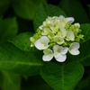 Hydrangea BouquetⅠ