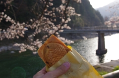 桜とたい焼き