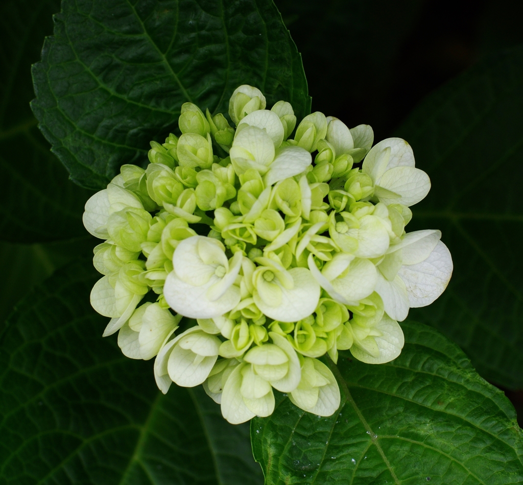 Hydrangea BouquetⅡ