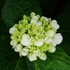 Hydrangea BouquetⅡ