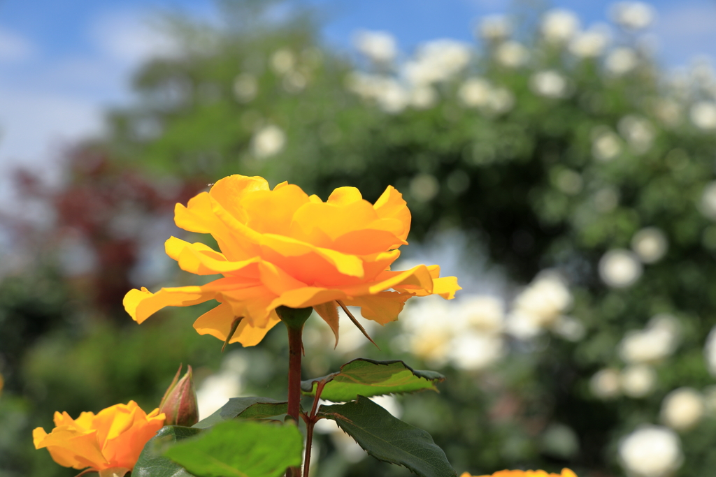 花久の里