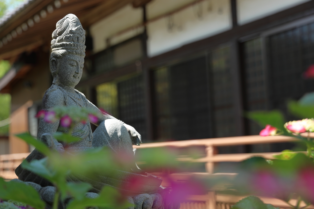 あじさい寺（金泉寺）