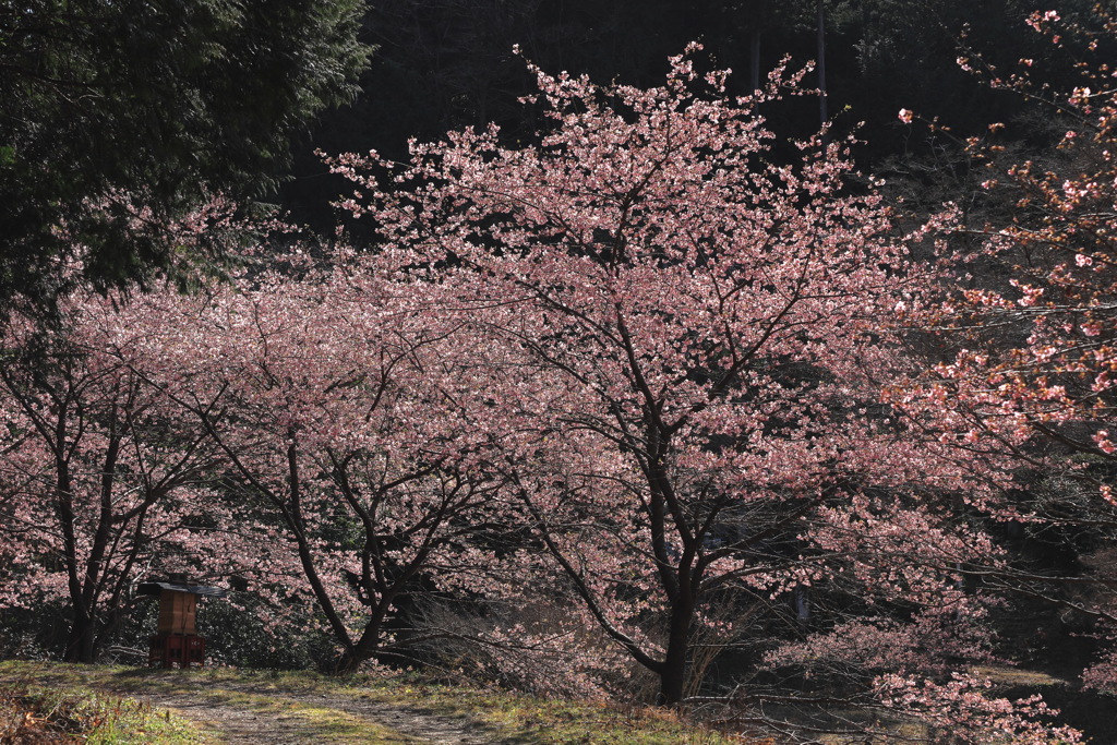 桃木農村公園 河津桜