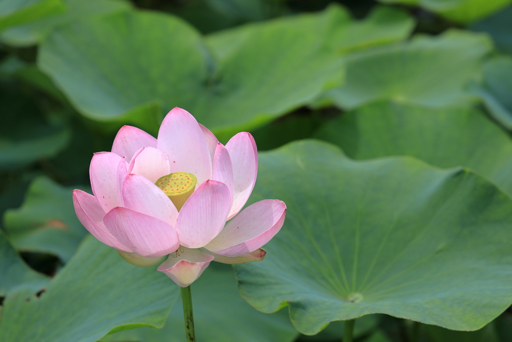 蓮の花（古代蓮の里）