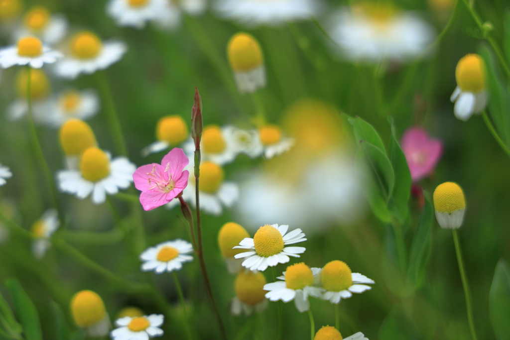 花のオアシス