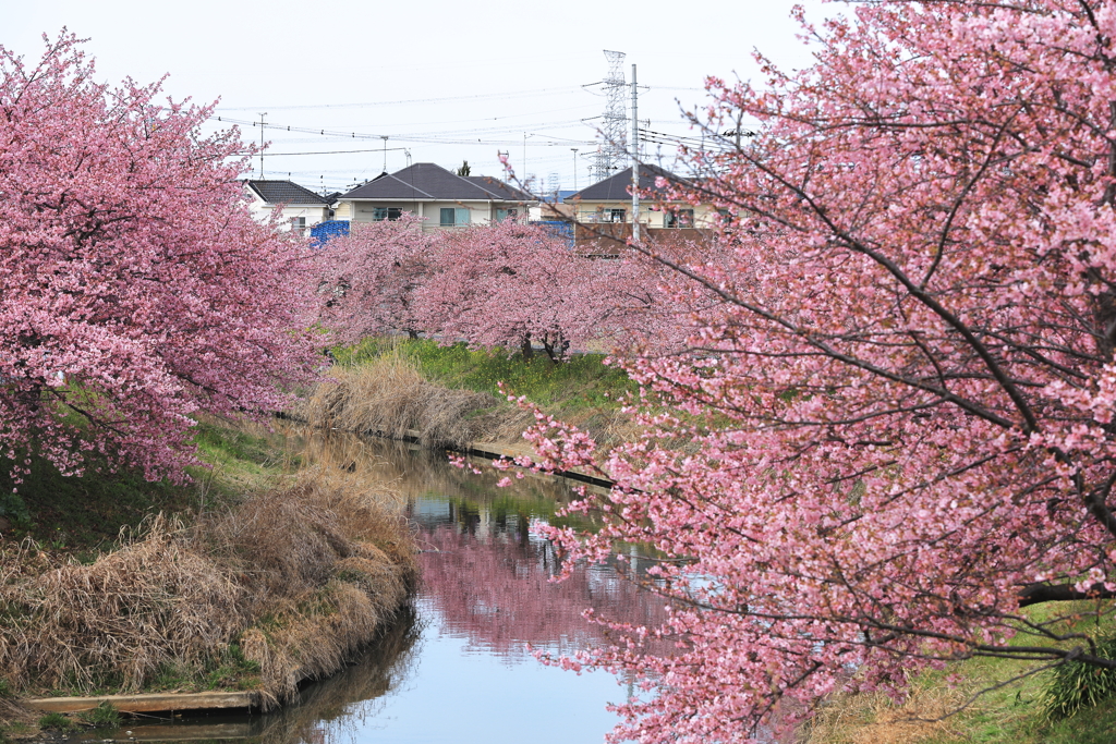 青毛堀川河津桜