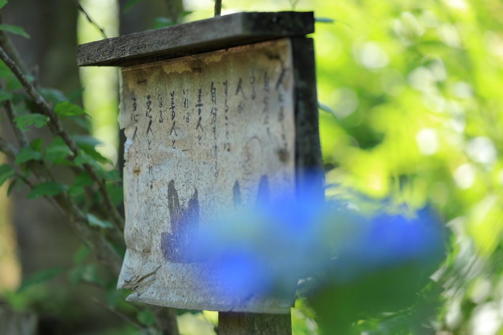 あじさい寺（金泉寺）