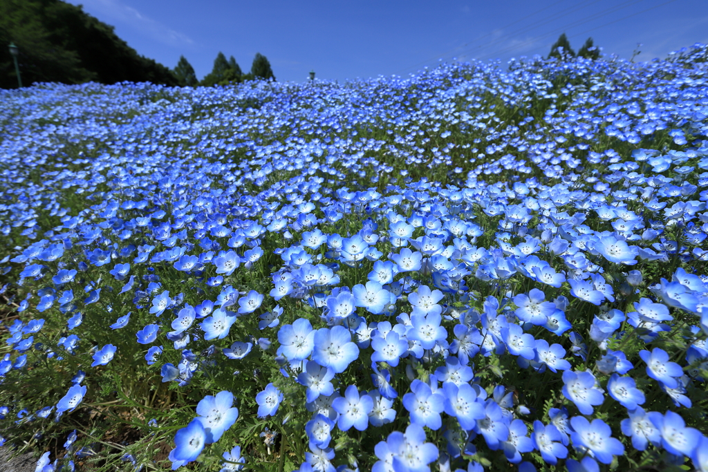 花の丘農林公苑