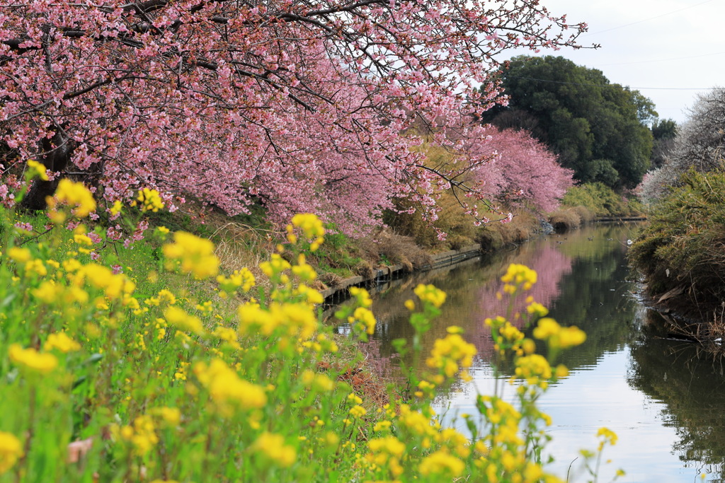 青毛堀川河津桜