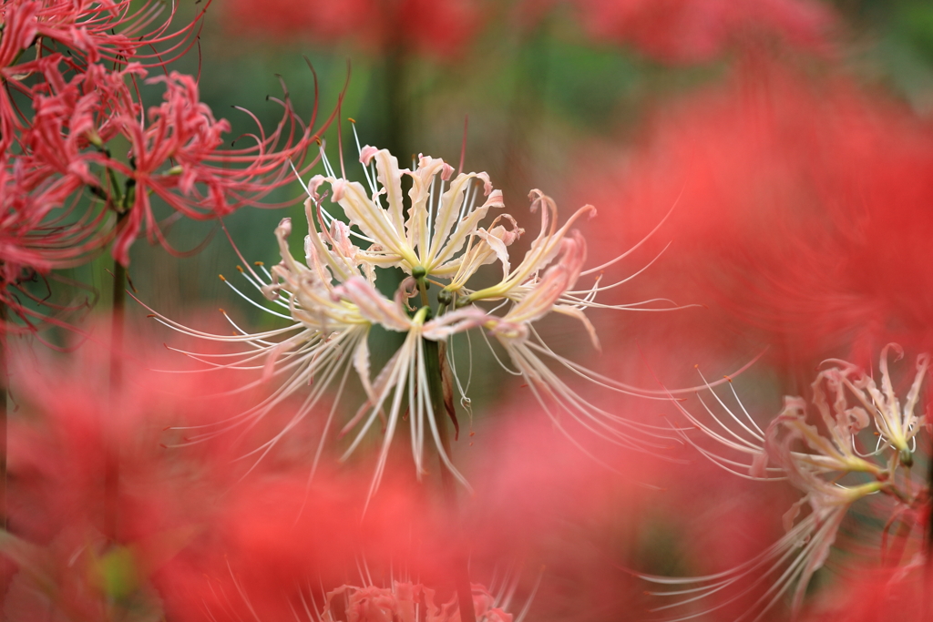 曼珠沙華