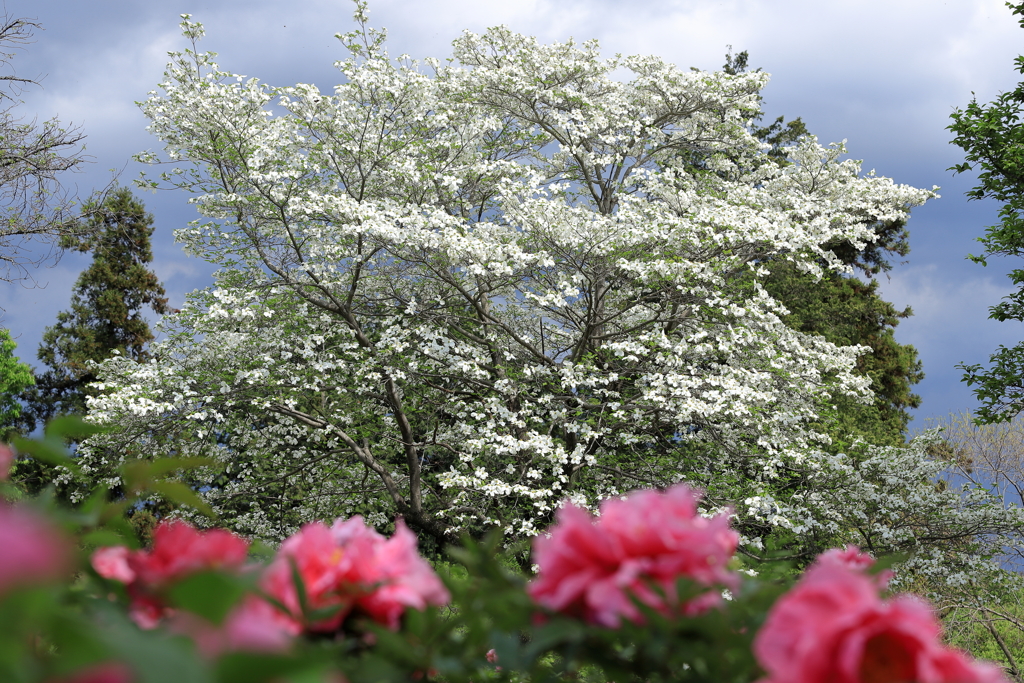 東松山ぼたん園②