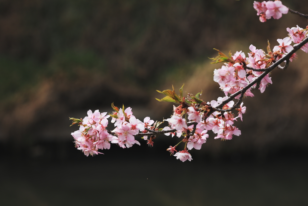 青毛堀川河津桜