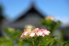 あじさい寺（金泉寺）