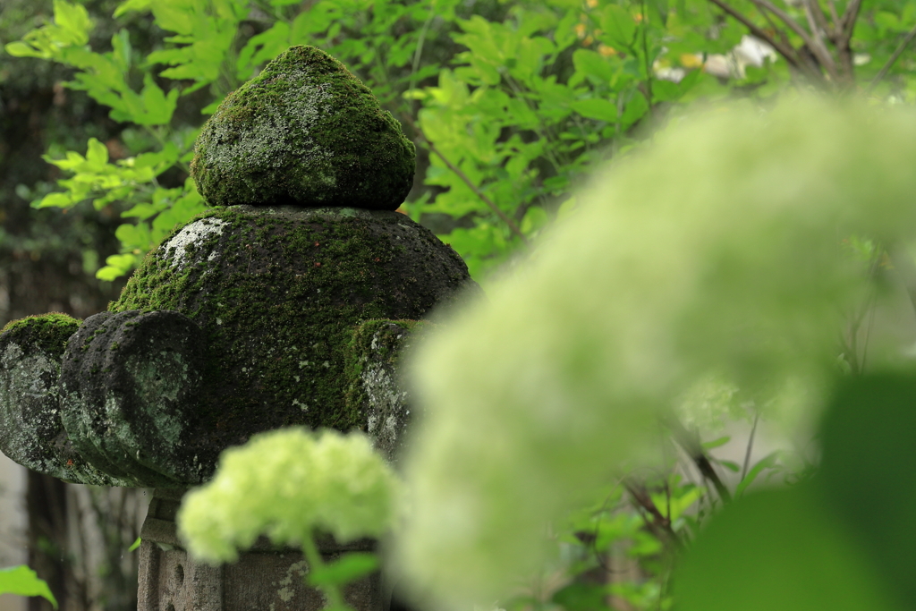 あじさい（玉敷公園）