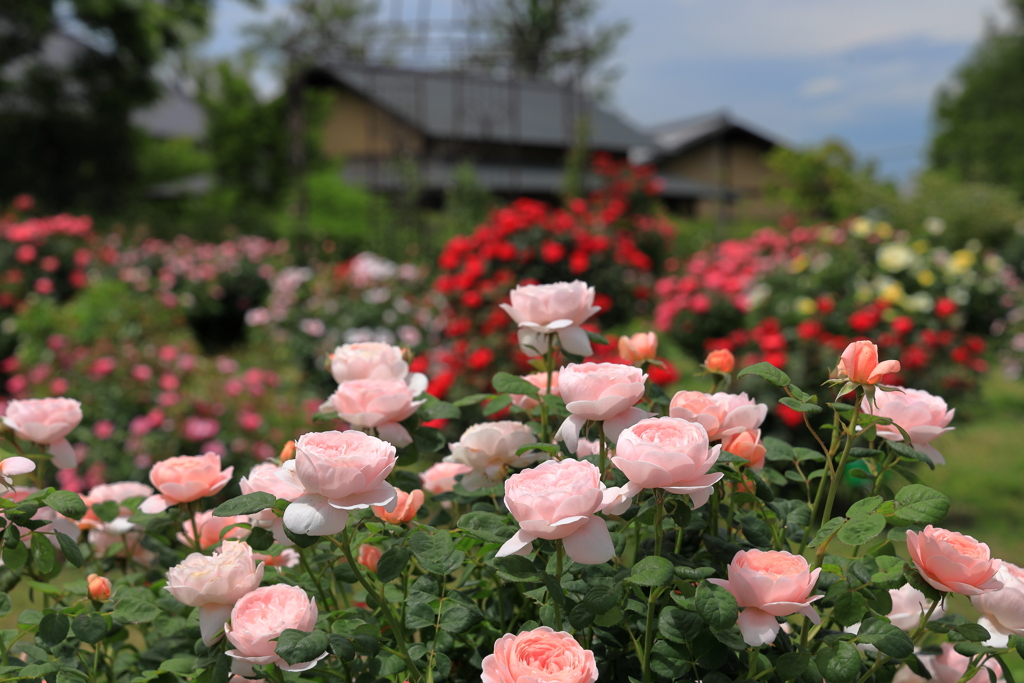 花久の里