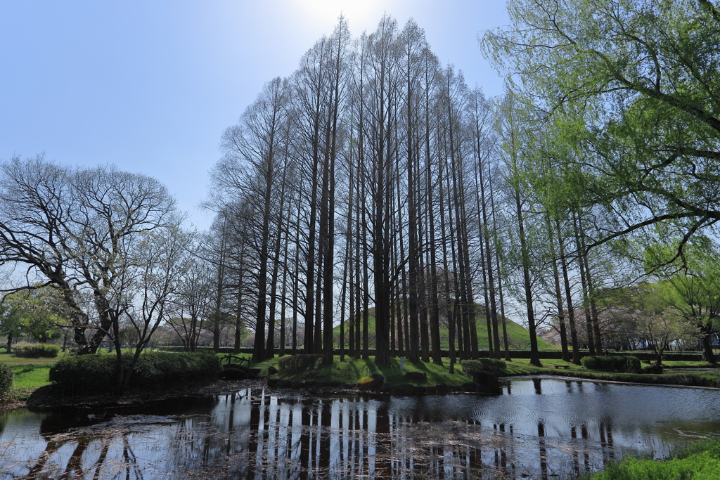 メタセコイア並木