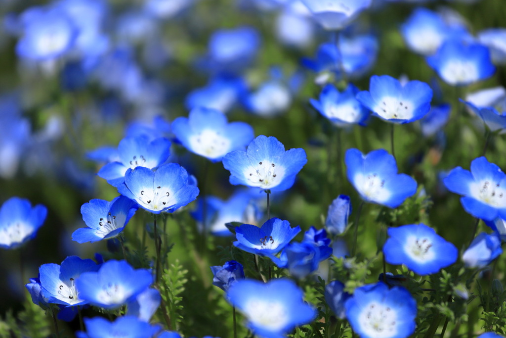 花の丘農林公苑