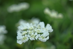 花のオアシス