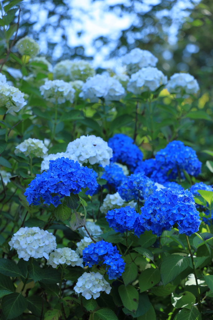 あじさい寺（金泉寺）
