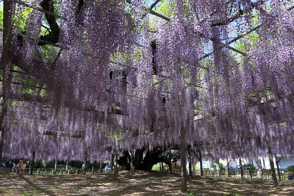 玉敷神社の大藤