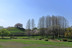 山頂桜とメタセコイア