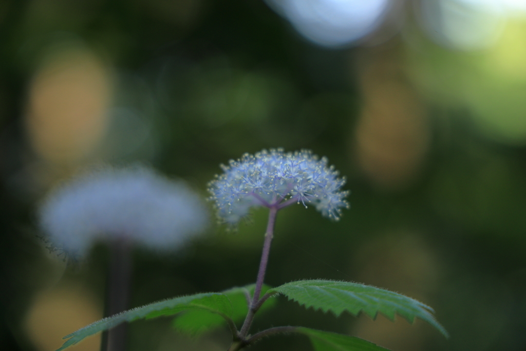 小紫陽花