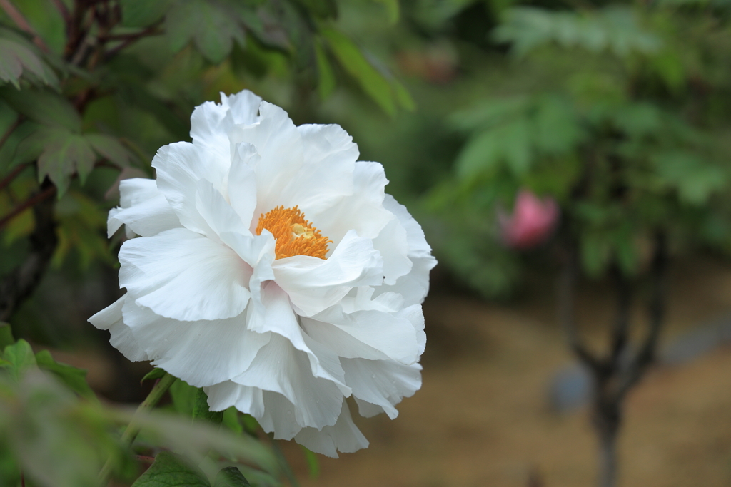 東松山ぼたん園③