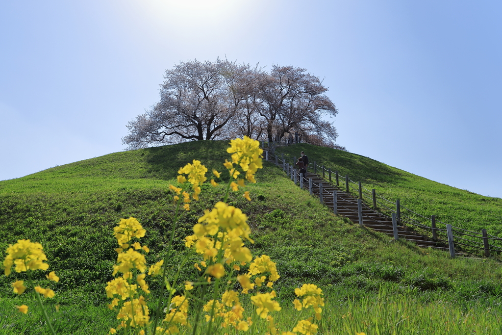 山頂桜