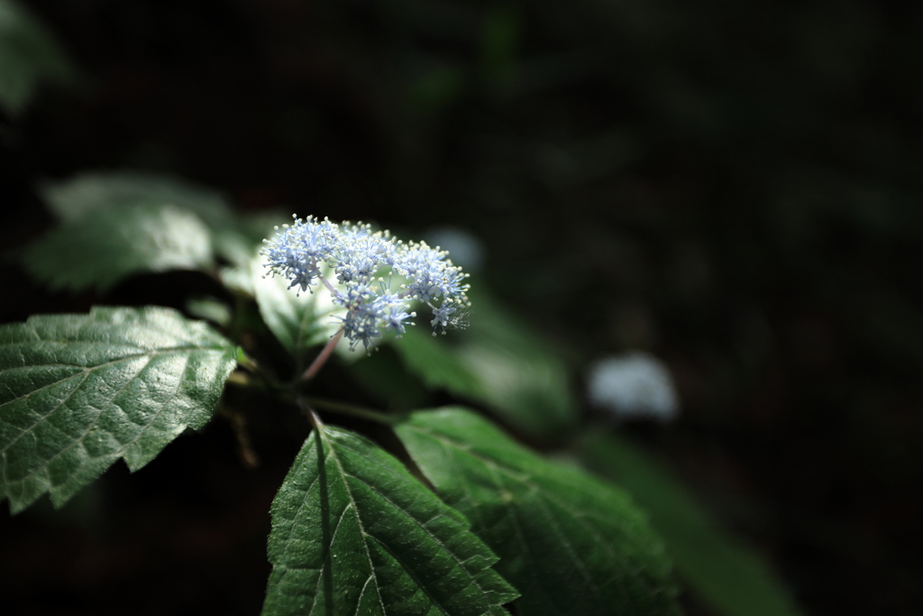 小紫陽花